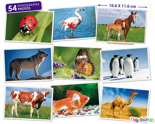 Εκπαιδευτικό Παιχνίδι 54 φωτογραφίες με ζώα, με οδηγό δραστηριοτήτων και βάση για εύκολη τοποθέτηση των καρτών.