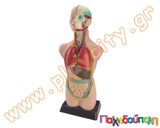 Κούκλα ανατομίας με ύψος 50 εκατοστά που περιέχει σημαντικά όργανα όπως τα αναπνευστικά, πεπτικά και τον εγκέφαλο.